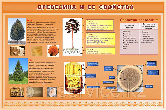 Плакаты Древесина и её свойства