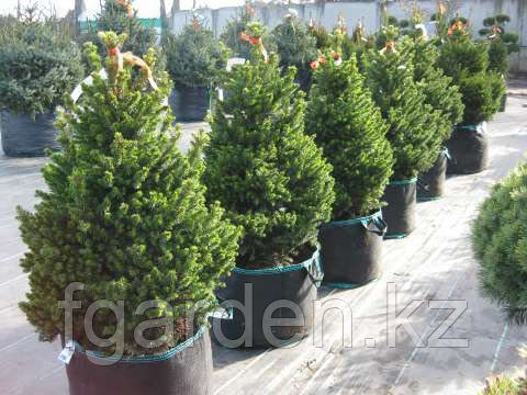 Ель европейская в Алматы. ели, сосны натуральные от компании ""FG ...