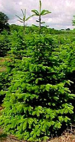 Ель сибирская