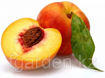 Секс Блум Скай