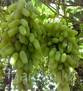 Керемет қисық ханымдар