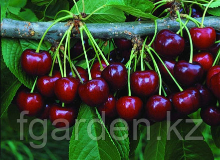 Әдемі киска