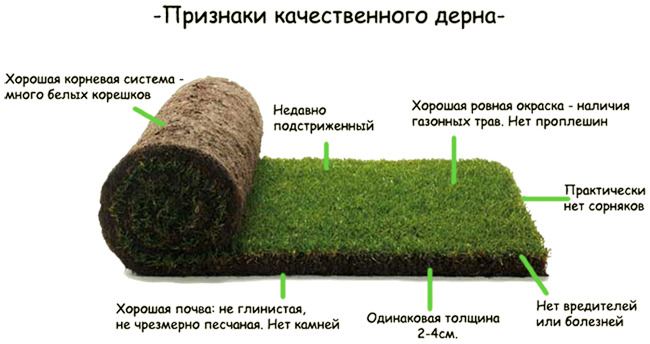 Рулонный газон Укладка Доставка Гарантия качества - фото 1 - id-p30973482