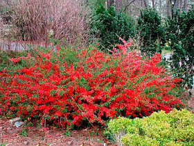 Айва японская "Red Joy"