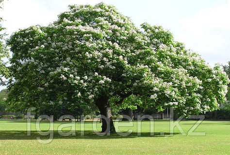 Ретро порно ханшайымдары Настя Каменскихтің Playboy порно видеосы