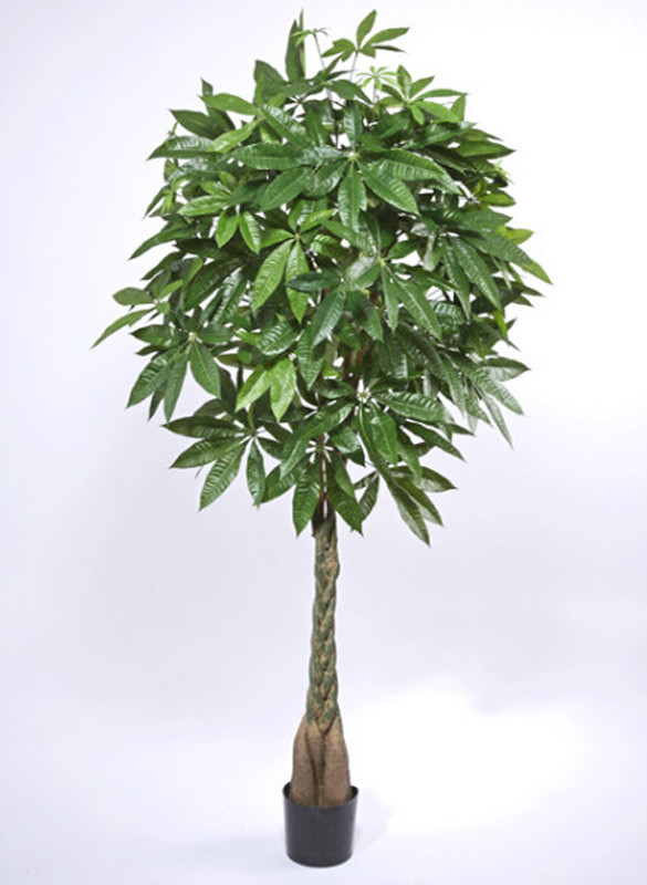 Пахира на витом стволе (высота-165см), фото 1