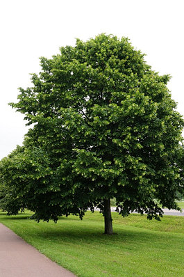 Әйелдер қалай мастурбация жасайды (фото)