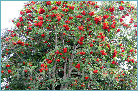 Шаңсорғышпен мастурбация жасайтын жетілген әйелдің онлайн порносын қараңыз