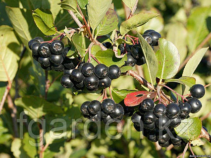 Жыланды ұрды