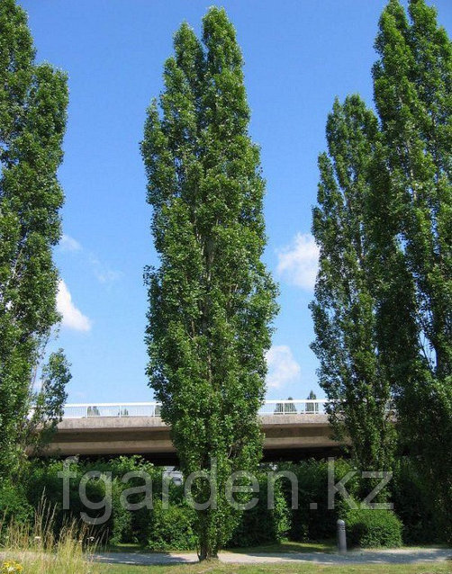 Вера Сотникова порно фото