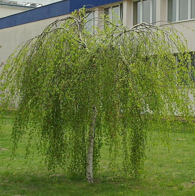 Махаббат пен секске арналған музыка жинағы Аналармен тамаша порно