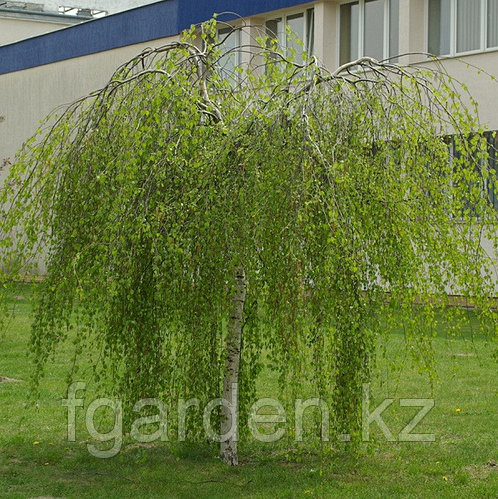 Жалаңаш Тора қайың