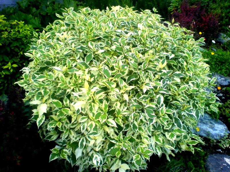 Дерен белый Sibirica Variegata
