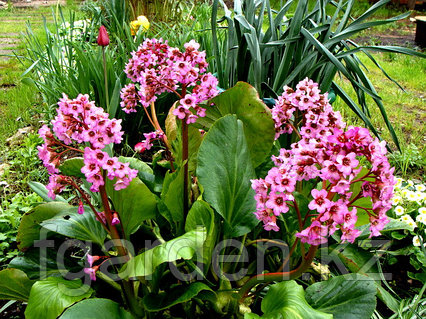 Гүлдер ұзын және үлкен жапырақтары бар: фото және атау