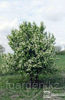 Порно фото Nazi