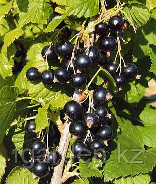 Қыздардың трусиктеріндегі каммингтің порнофотосуреттері