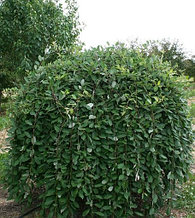 Ива Caprea Pendula