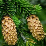 Ель Эфирное масло