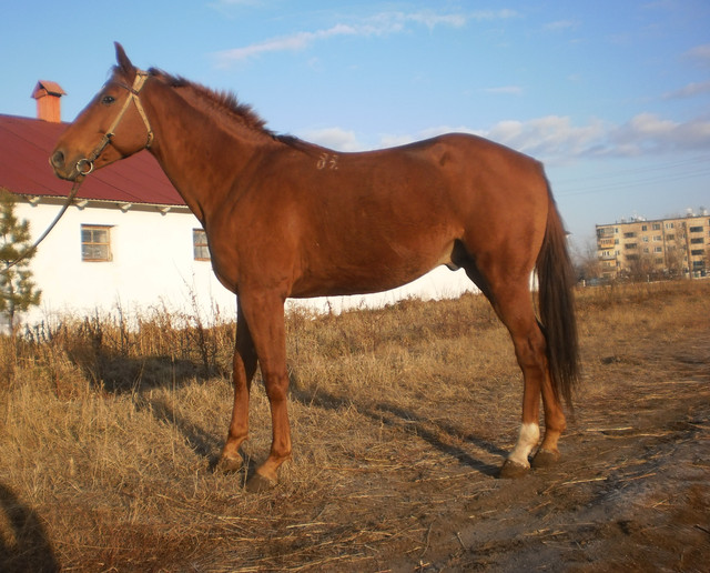 Лошадь племенная костанайской породы