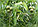 Лист черного ореха. (Fresh Green Black Walnut) Настойка 60 мл., фото 2