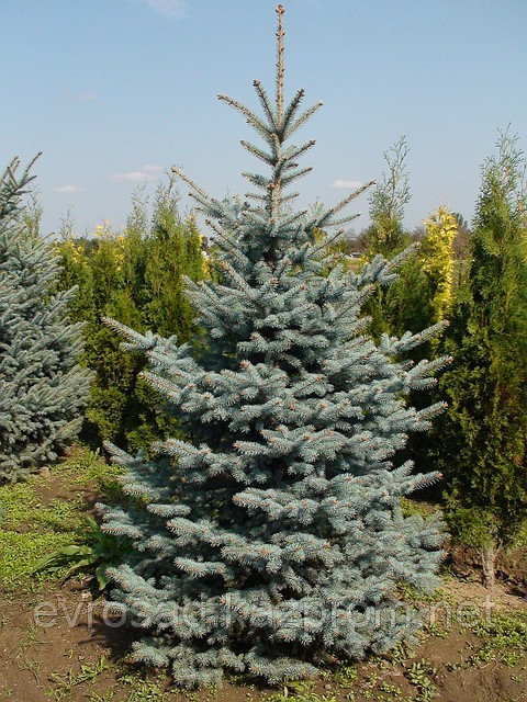Ель голубая