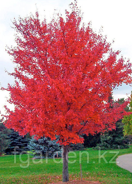 Арнайы боб кесілген қыздар су астында жыныстық қатынасқа түседі