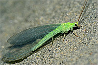 Враги врагов вашего сада