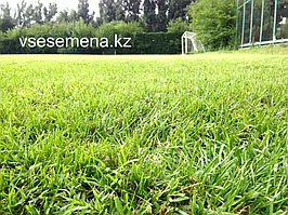 Газонная трава от vsesemena.kz. Цена от 2100 тенге за кг