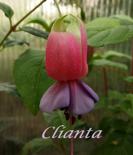 Cliantha
