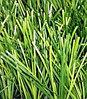 Трава искусственная для футбола,FIFA 12000 dtex60мм