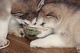 Продаются щенки Аляскинского Маламута , фото 2