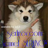 Продаются щенки Аляскинского Маламута , фото 3