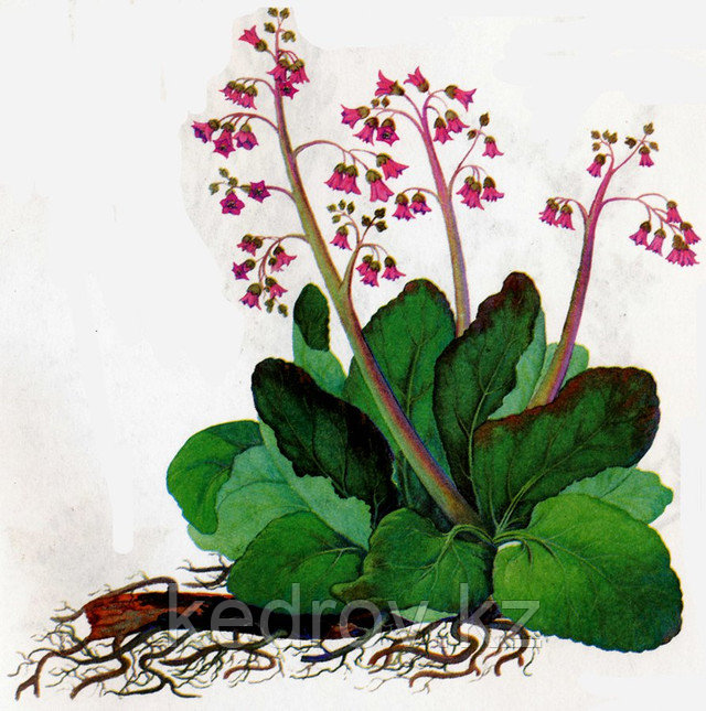 Бадан толстолистный на латинском. Бадан сердцелистный роуз. Бадан толстолистный семена. Бадан толстолистный на латинском. Бадан толстолистный на латинском.