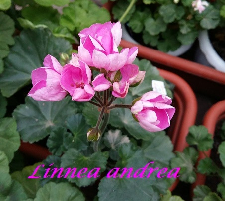 Linnea Andrea /тюльпановидная / укор.черенок - фото 1 - id-p36461623