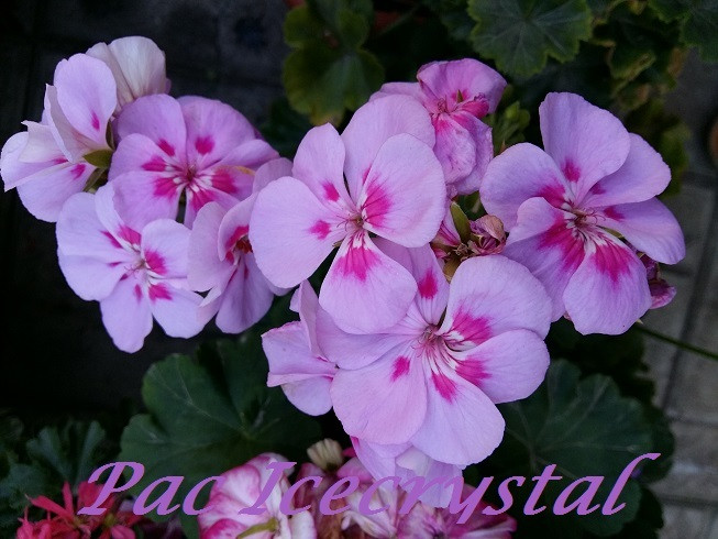 Pac Icecrystal