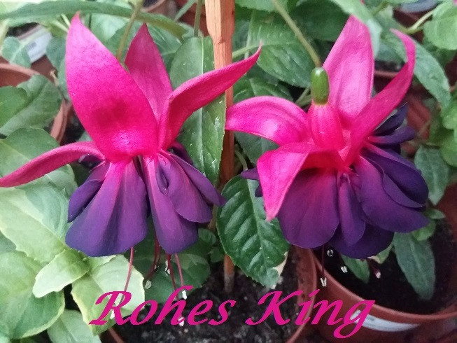 Rohes King / подрощенное растение