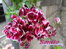 Bonito / подрощенное растение