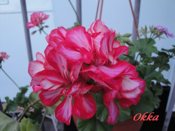 Okka