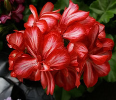 Плющелистные пеларгонии