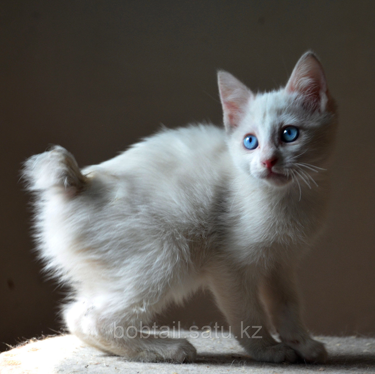 Котенок! Кошка белая! Порода "Курильский бобтейл"