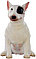 Collecta Фигурка Бультеррьер, 6 см, фото 4