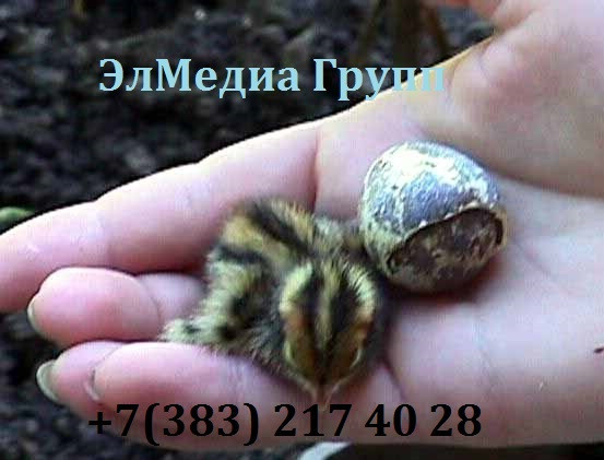 Инкубатор для перепелиных яиц