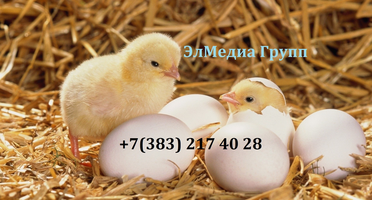 Инкубаторы для птиц
