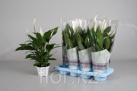 Талғампаз қыздар порно