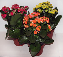 Каланхоэ. Комнатные цветы. Горшечные растения.