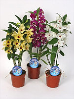 Дендробиум