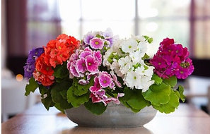 Цветущие комнатные растения