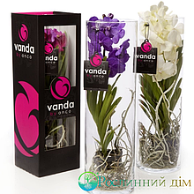 Королевская орхидея Ванда