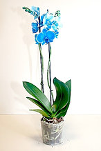 Синяя орхидея!