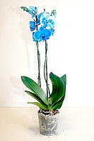 Синяя орхидея!